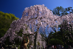 240327c京都御苑45