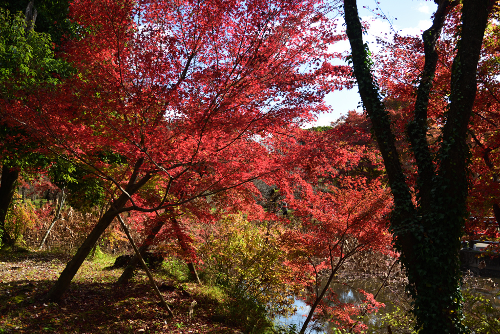 201121a京都植物園23