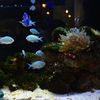 240820京都水族館05
