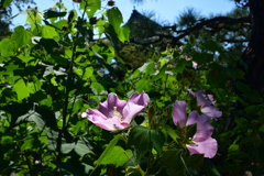 250916妙蓮寺11