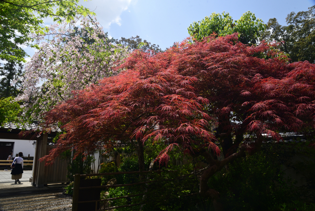 240417奈良公園05