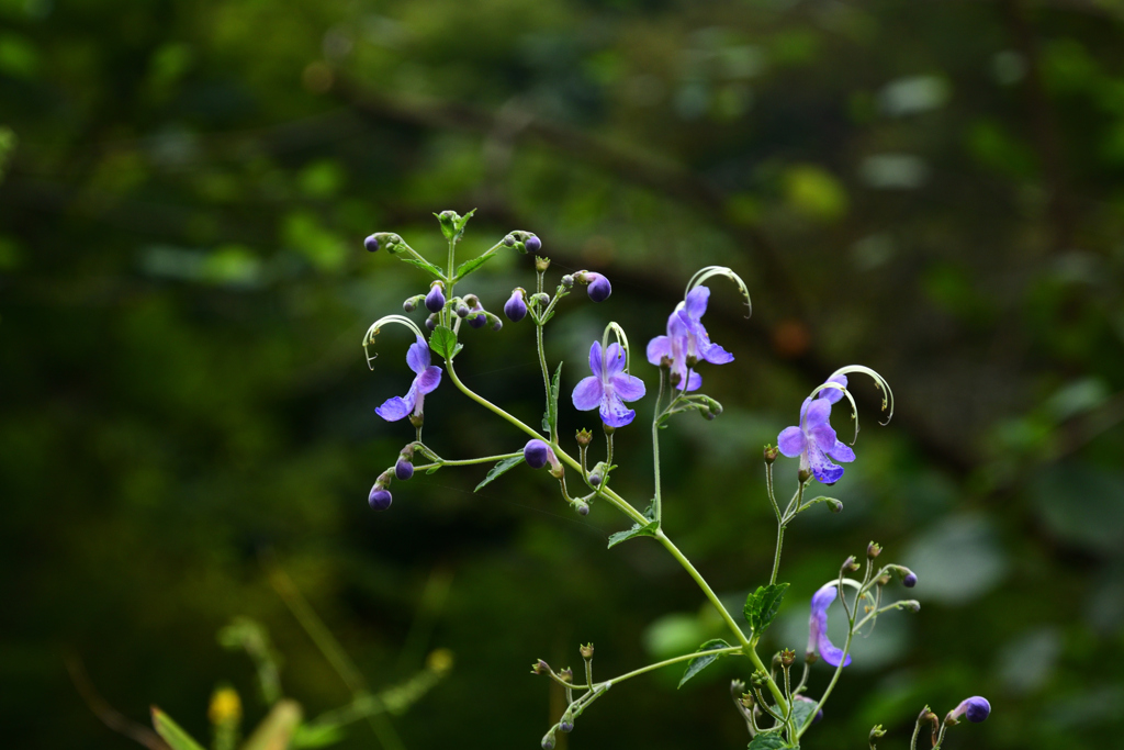 230919京都植物園21