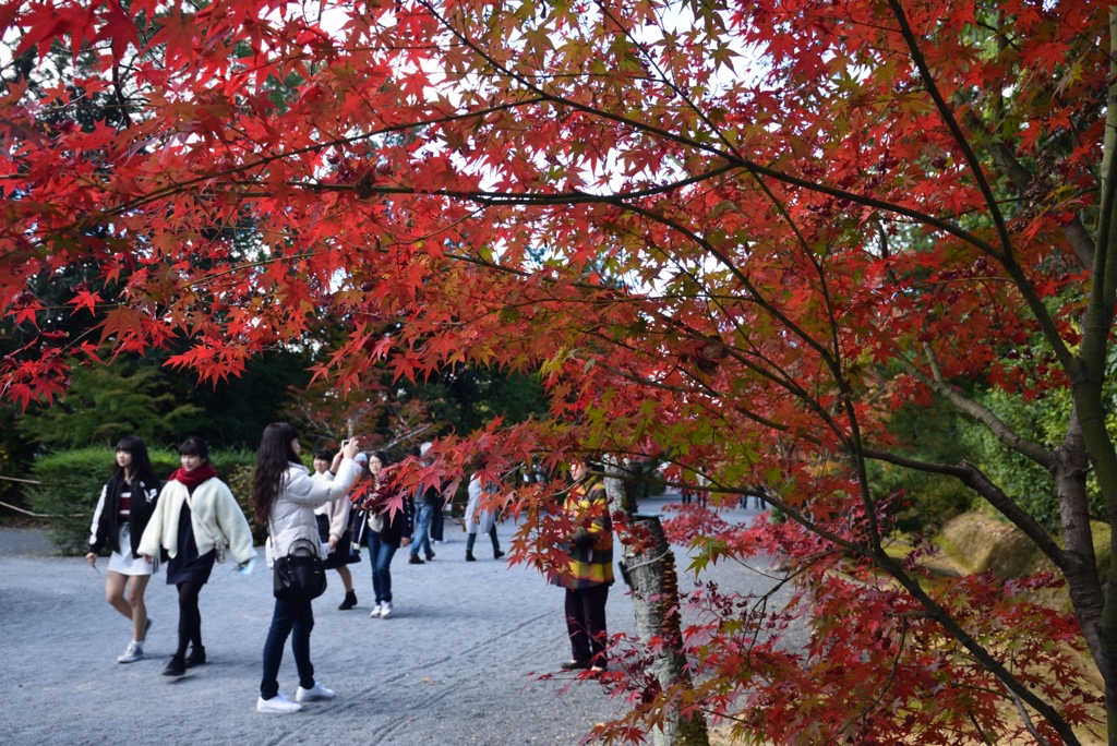 181115a仁和寺02