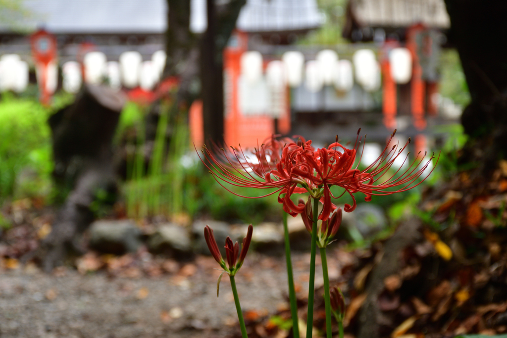 250924a平野神社06