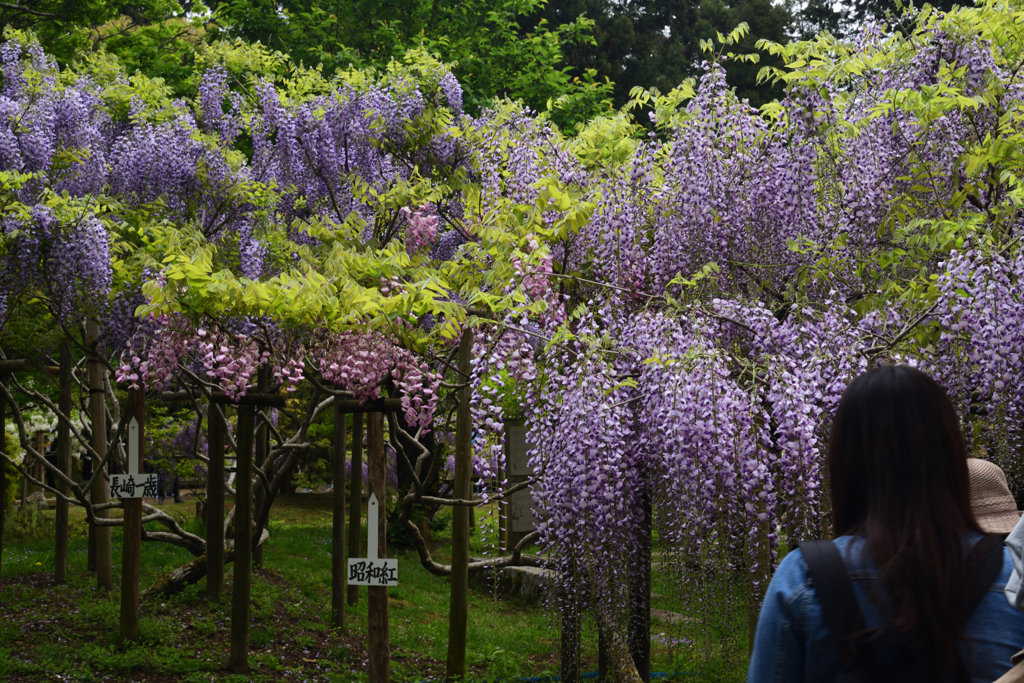 190428b萬葉植物園31
