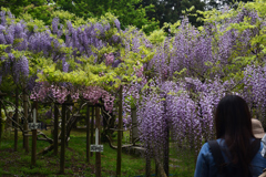 190428b萬葉植物園31