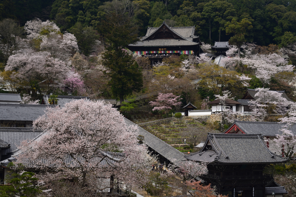 240406a長谷寺53