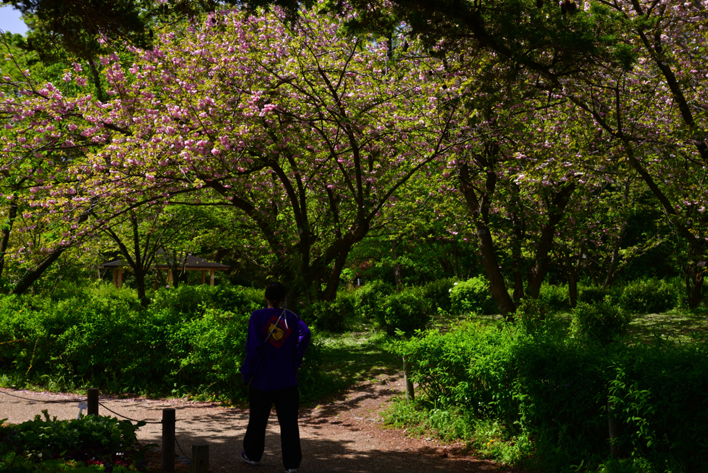 240419a京都植物園32