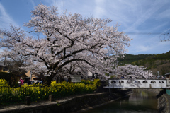 210327a山科疎水12