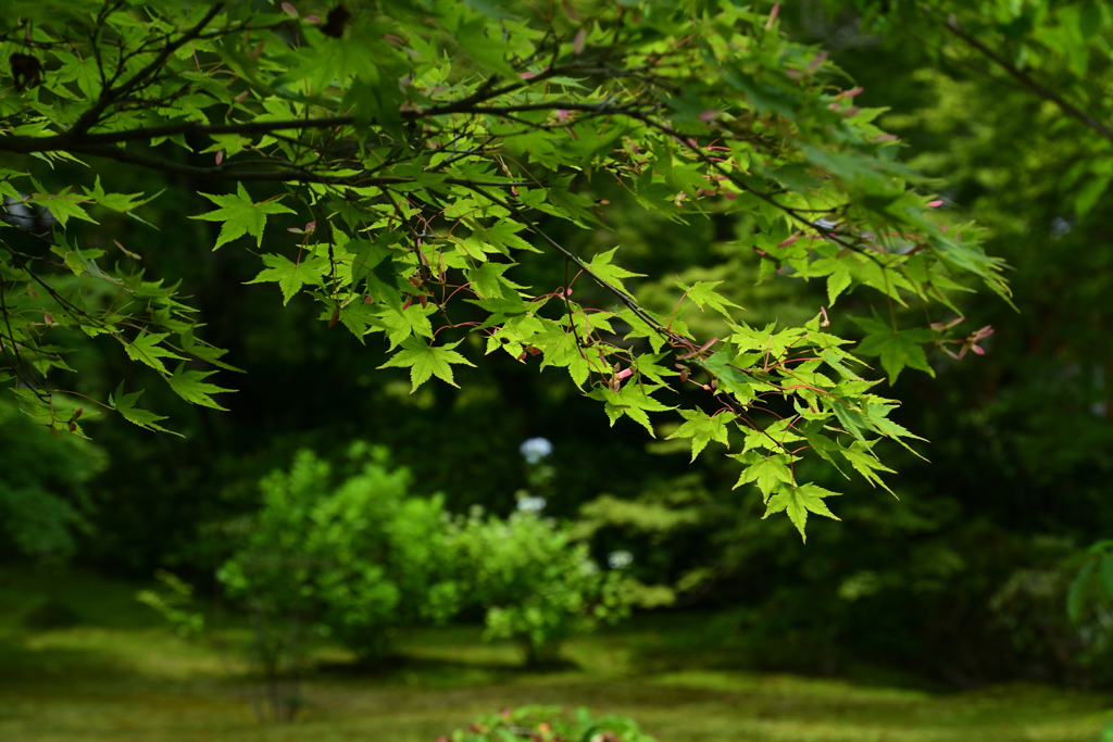 230527b宝厳院42