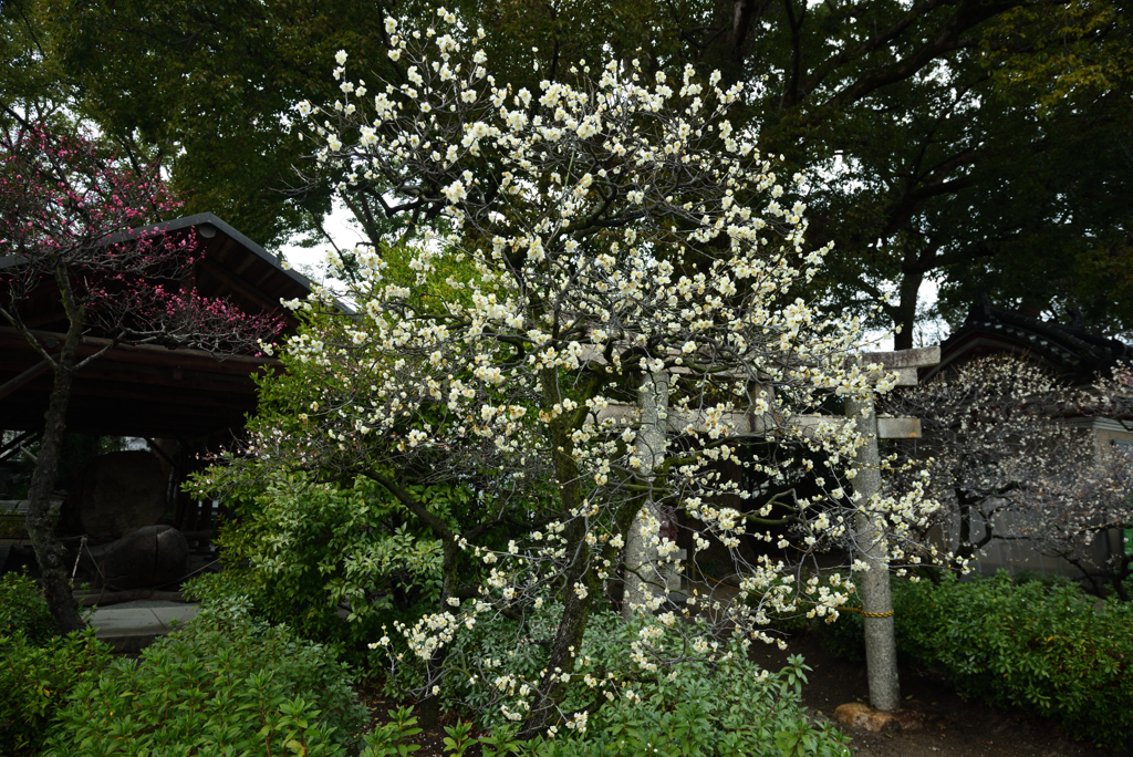 200213a道明寺天満宮13