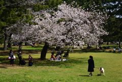 210401a浜寺公園21