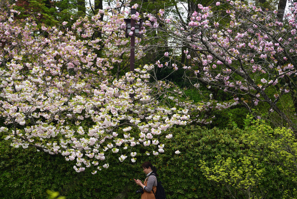 190417a梅宮大社22