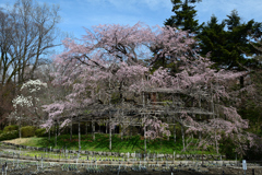 250330a京都植物園09