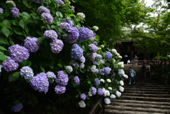 200620長谷寺75
