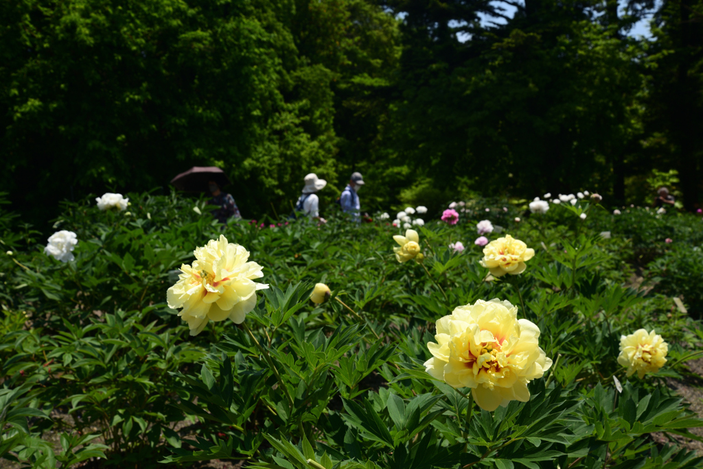 220518京都植物園28