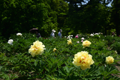 220518京都植物園28