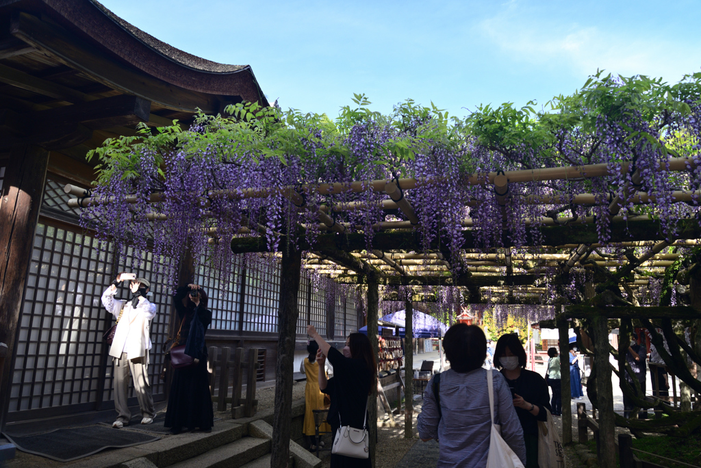 220425b春日大社27