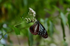 240929京都植物園10