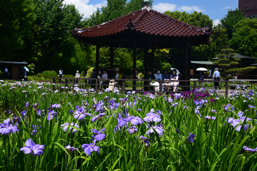 240603b城北公園11