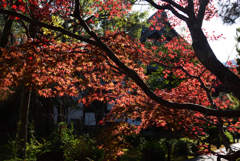 201127d清凉寺23