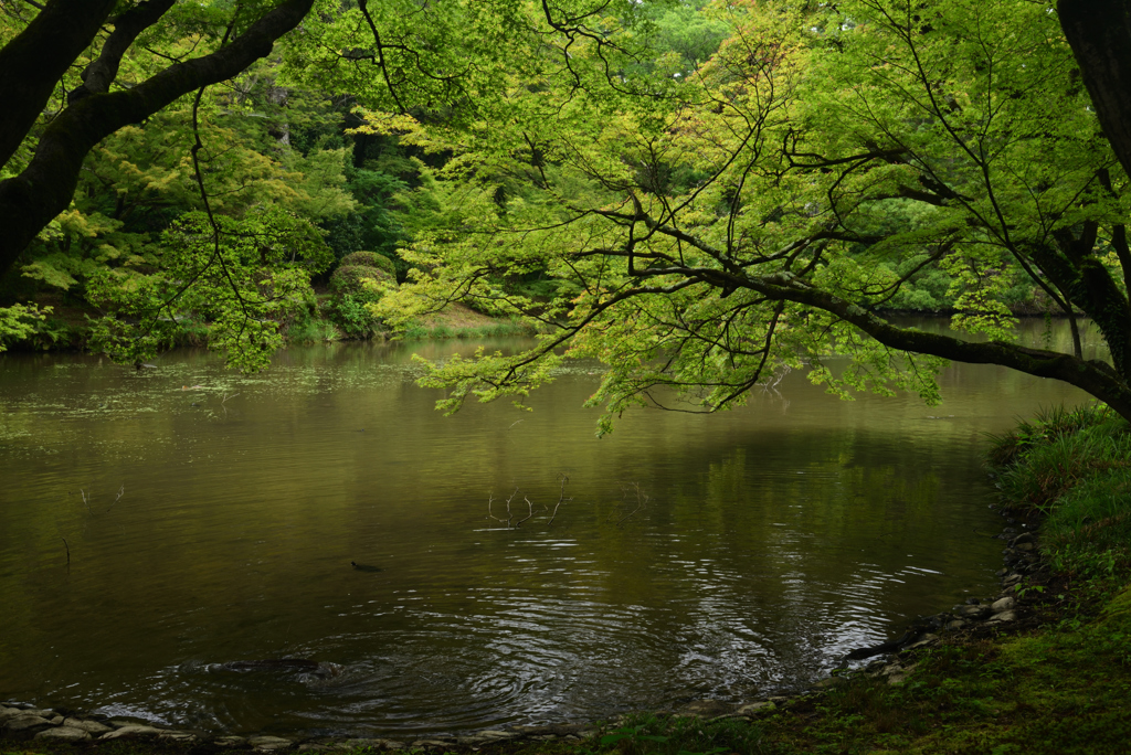 190702京都植物園34