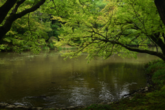 190702京都植物園34