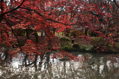 191210a京都植物園22