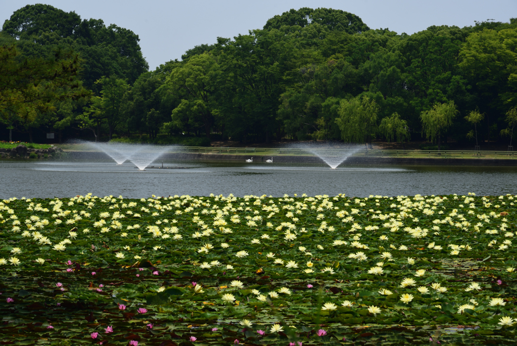 190620長居植物園14