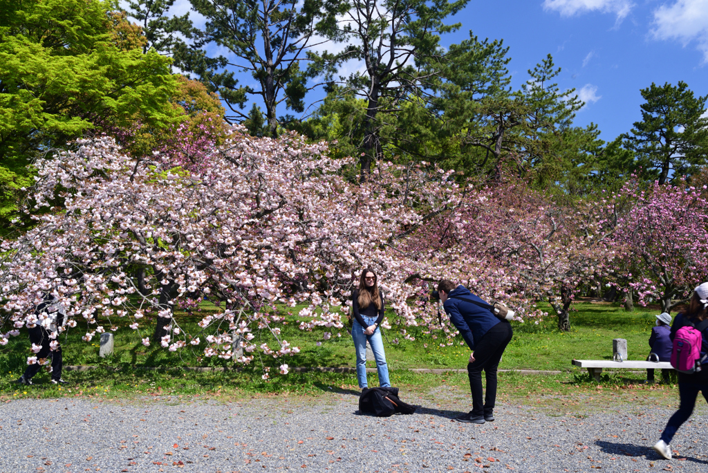 230409a京都御苑04