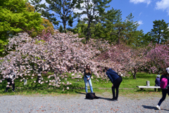 230409a京都御苑04