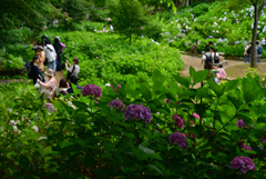 240622長居植物園40