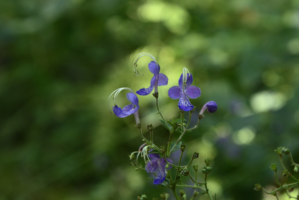 220915c京都植物園32