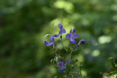 220915c京都植物園32