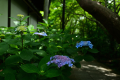 250606妙心寺退蔵院11
