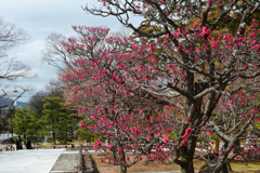 240218b智積院05