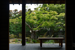 250924bだるま寺20