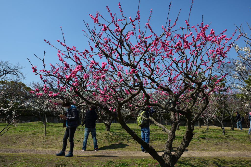 190302a万博公園48