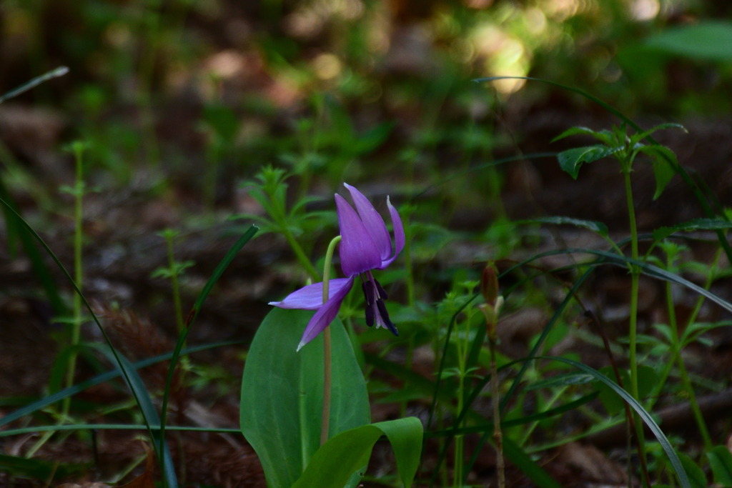 230320a京都植物園17