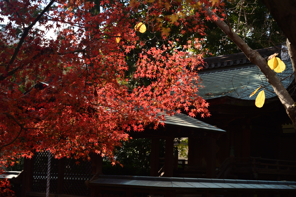211203b乙訓寺09