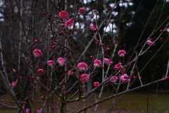 230117a京都植物園12