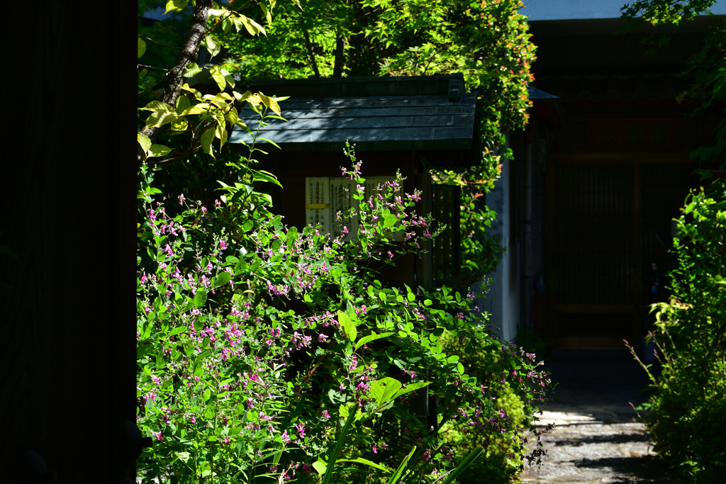 250916妙蓮寺14