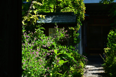 250916妙蓮寺14