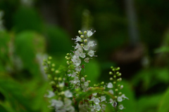 251003京都植物園17