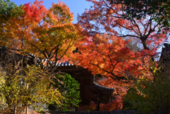 241210a白毫寺05