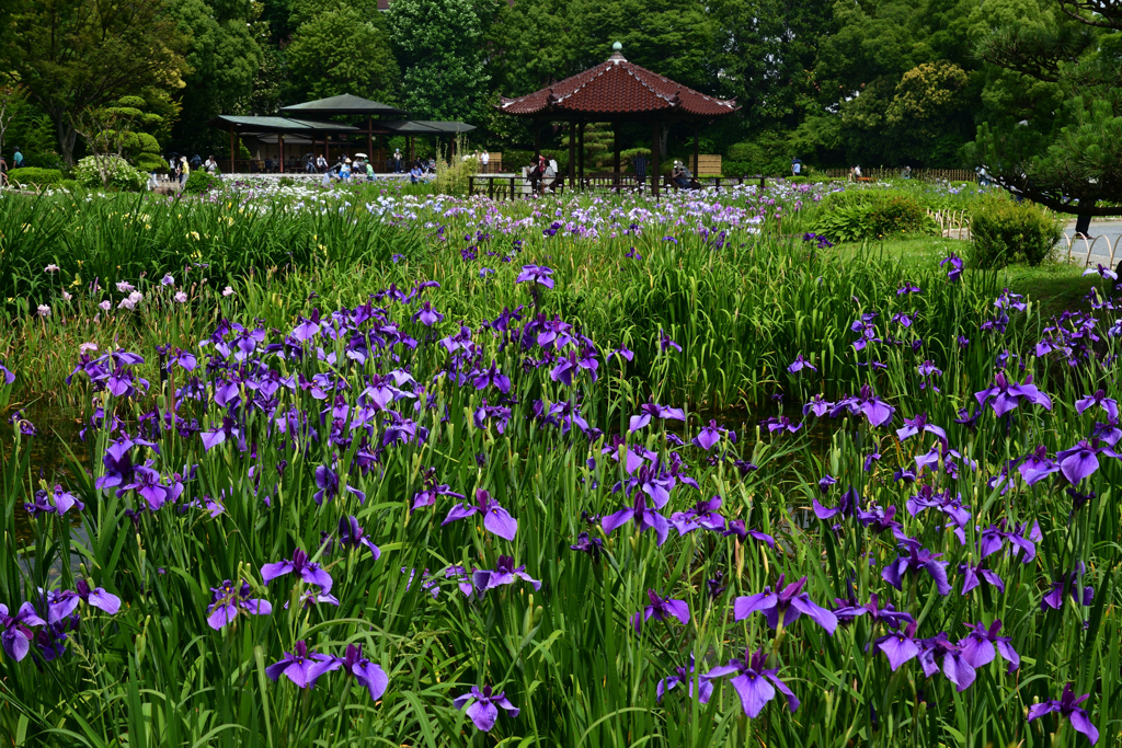 230607城北公園42村祭
