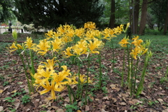 201003京都植物園06