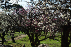 190223a北野天満宮12