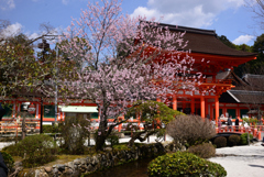 240330a上賀茂神社02