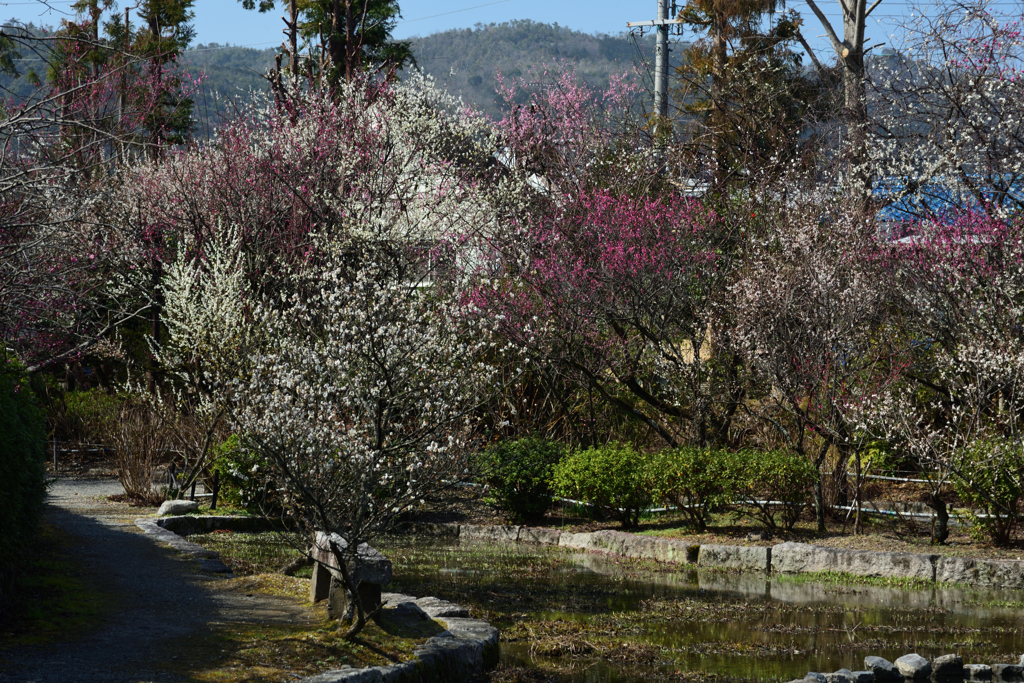 190305a梅宮大社38